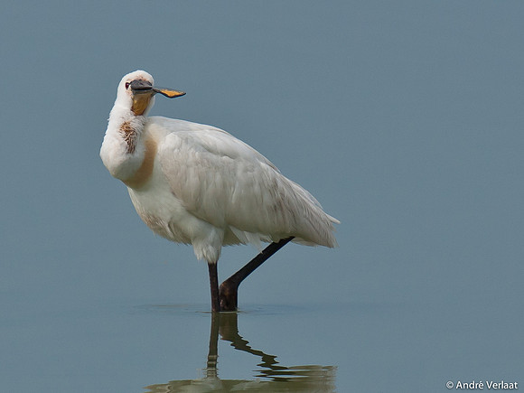 Lepelaar / Spoonbill - Oostvaardersplassen