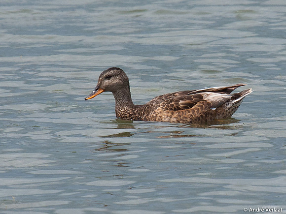 Krakeend / Gadwall - Lepelaarplassen