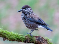 Notenkraker / Spotted Nutcracker - Wageningen