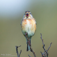 Kneu / Linnet - Hargen aan Zee