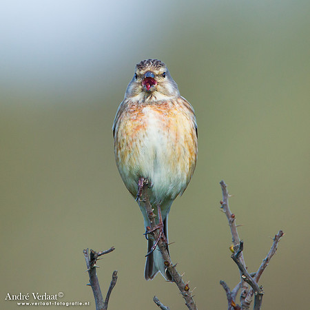 Kneu / Linnet - Hargen aan Zee