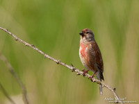 Kneu / Linnet - Lepelaarplassen