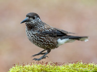 Notenkraker / Spotted Nutcracker - Wageningen