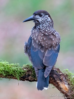 Notenkraker / Spotted Nutcracker - Wageningen