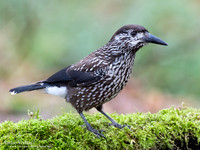 Notenkraker / Spotted Nutcracker - Wageningen