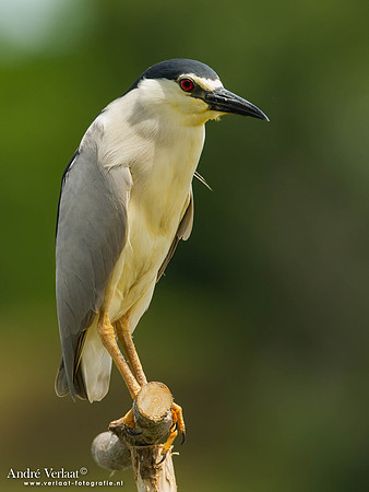 Kwak / Black-crowned Night-Heron - Hortobagyi Nemzeti Park