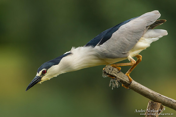 Kwak / Black-crowned Night-Heron - Hortobagyi Nemzeti Park