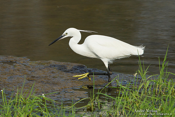 Kleine Zilverreiger / Little Egret - Lesvos