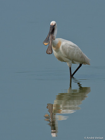 Lepelaar / Spoonbill - Oostvaardersplassen