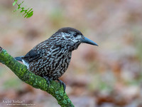 Notenkraker / Spotted Nutcracker - Wageningen