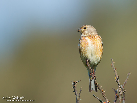 Kneu / Linnet - Hargen aan Zee