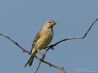 Kneu / Linnet - Den Oever
