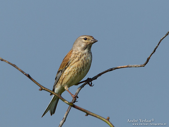 Kneu / Linnet - Den Oever