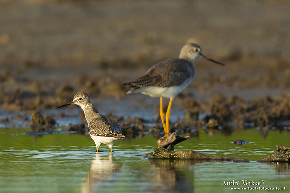 Kleine + Grote Geelpootruiter / Lesser + Greater Yellowlegs - Bigi Pan