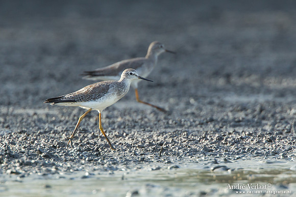 Kleine Geelpootruiter / Lesser Yellowlegs - Bigi Pan