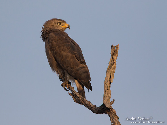 Kleine Grijze Slangenarend / Western Banded Snake Eagle - South Luangwa NP