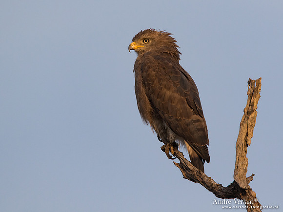 Kleine Grijze Slangenarend / Western Banded Snake Eagle - South Luangwa NP
