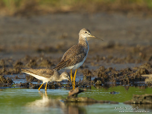 Kleine + Grote Geelpootruiter / Lesser + Greater Yellowlegs - Bigi Pan