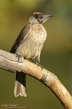 Kleine Lederkop / Little Friarbird