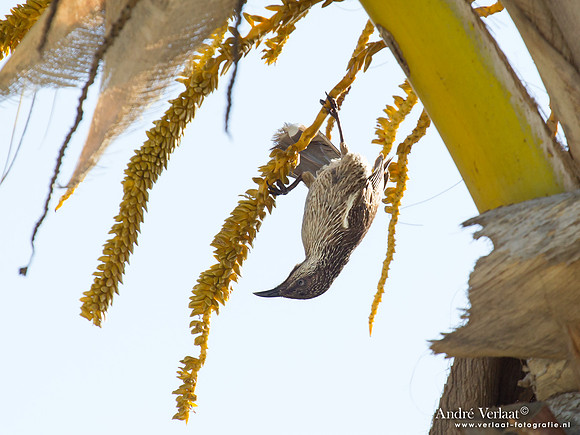 Kleine Lelhoningeter / Little Wattlebird - Rainbow Beach