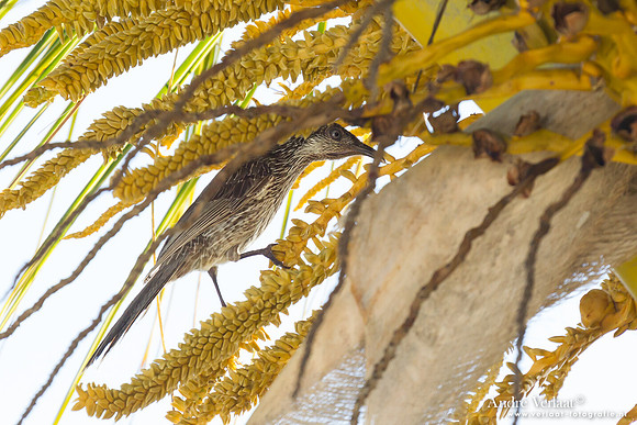 Kleine Lelhoningeter / Little Wattlebird - Rainbow Beach