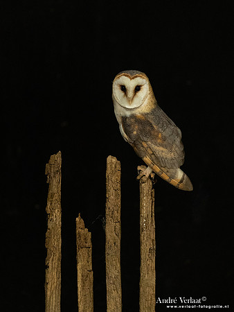 Kerkuil / Barn Owl - Barchem
