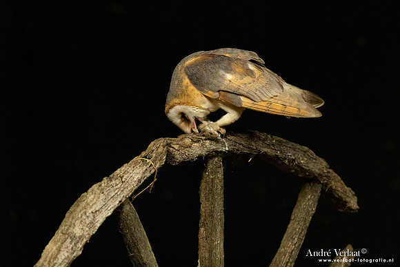Kerkuil / Barn Owl - Barchem