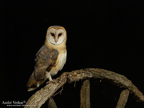 Kerkuil / Barn Owl - Barchem