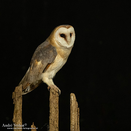 Kerkuil / Barn Owl - Barchem