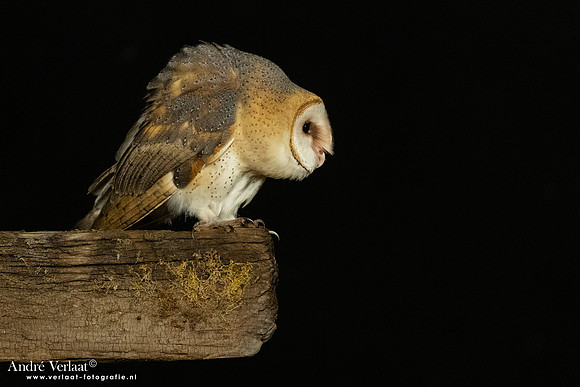 Kerkuil / Barn Owl - Barchem