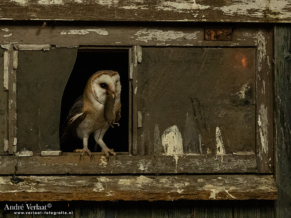 Kerkuil / Barn Owl - Barchem