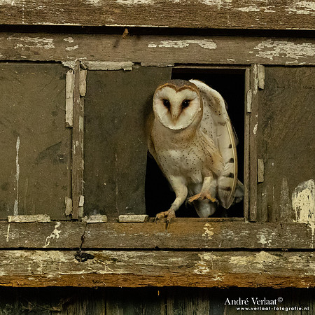 Kerkuil / Barn Owl - Barchem