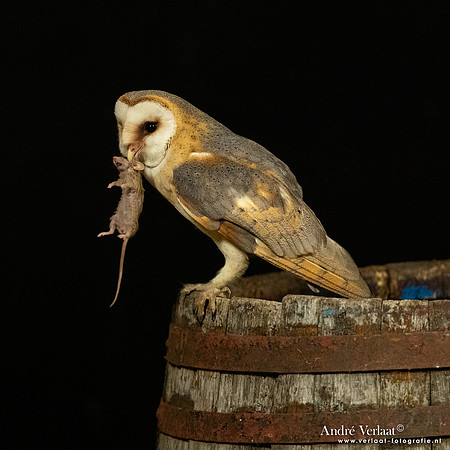 Kerkuil / Barn Owl - Barchem