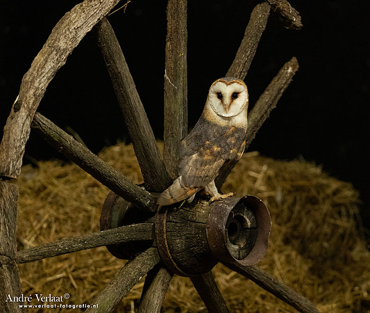 Kerkuil / Barn Owl - Barchem