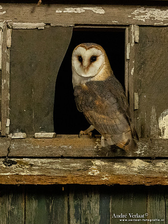 Kerkuil / Barn Owl - Barchem