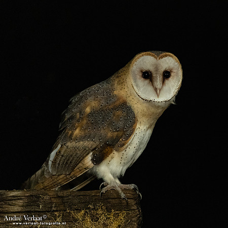 Kerkuil / Barn Owl - Barchem
