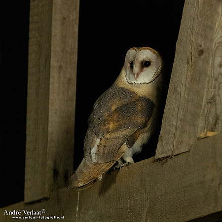 Kerkuil / Barn Owl - Barchem