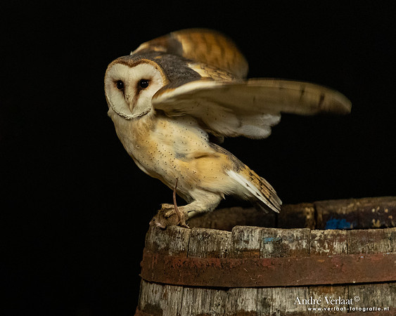 Kerkuil / Barn Owl - Barchem