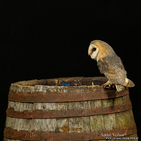 Kerkuil / Barn Owl - Barchem