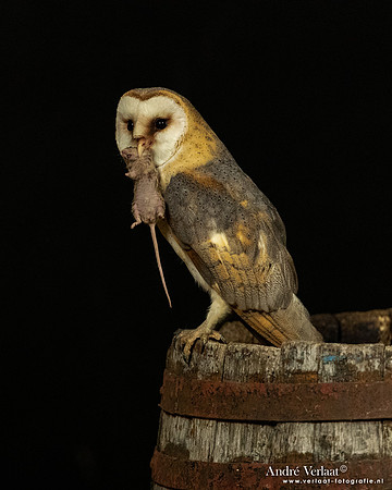 Kerkuil / Barn Owl - Barchem
