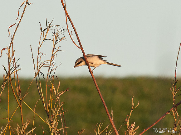 Klapekster / Great Grey Shrike - Oostvaardersplassen