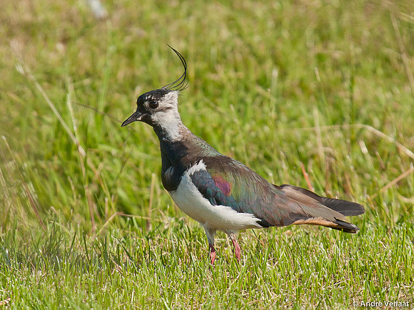 Kievit / Lapwing - Zeevang