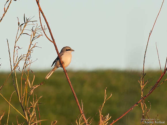 Klapekster / Great Grey Shrike - Oostvaardersplassen