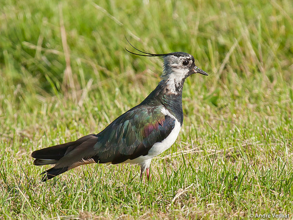 Kievit / Lapwing - Zeevang