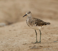 Kemphaan / Ruff