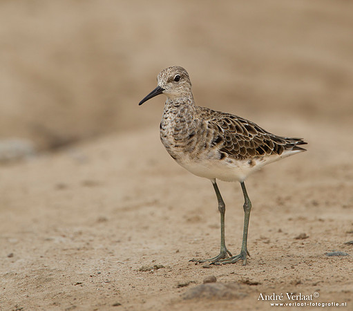 Kemphaan / Ruff - Lesvos