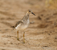 Kemphaan / Ruff - Lesvos