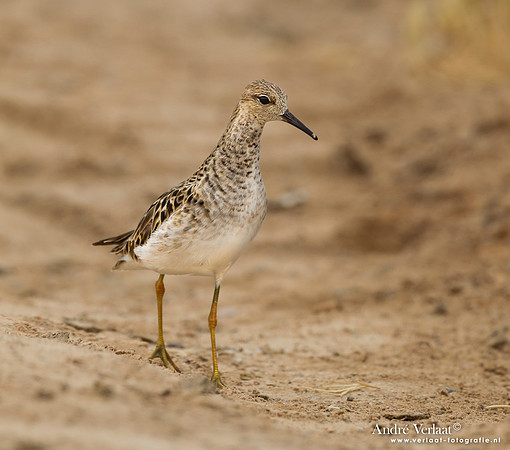 Kemphaan / Ruff - Lesvos
