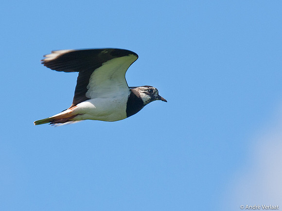 Kievit / Lapwing - Egboetswater