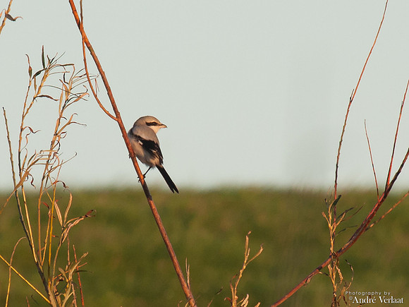 Klapekster / Great Grey Shrike - Oostvaardersplassen